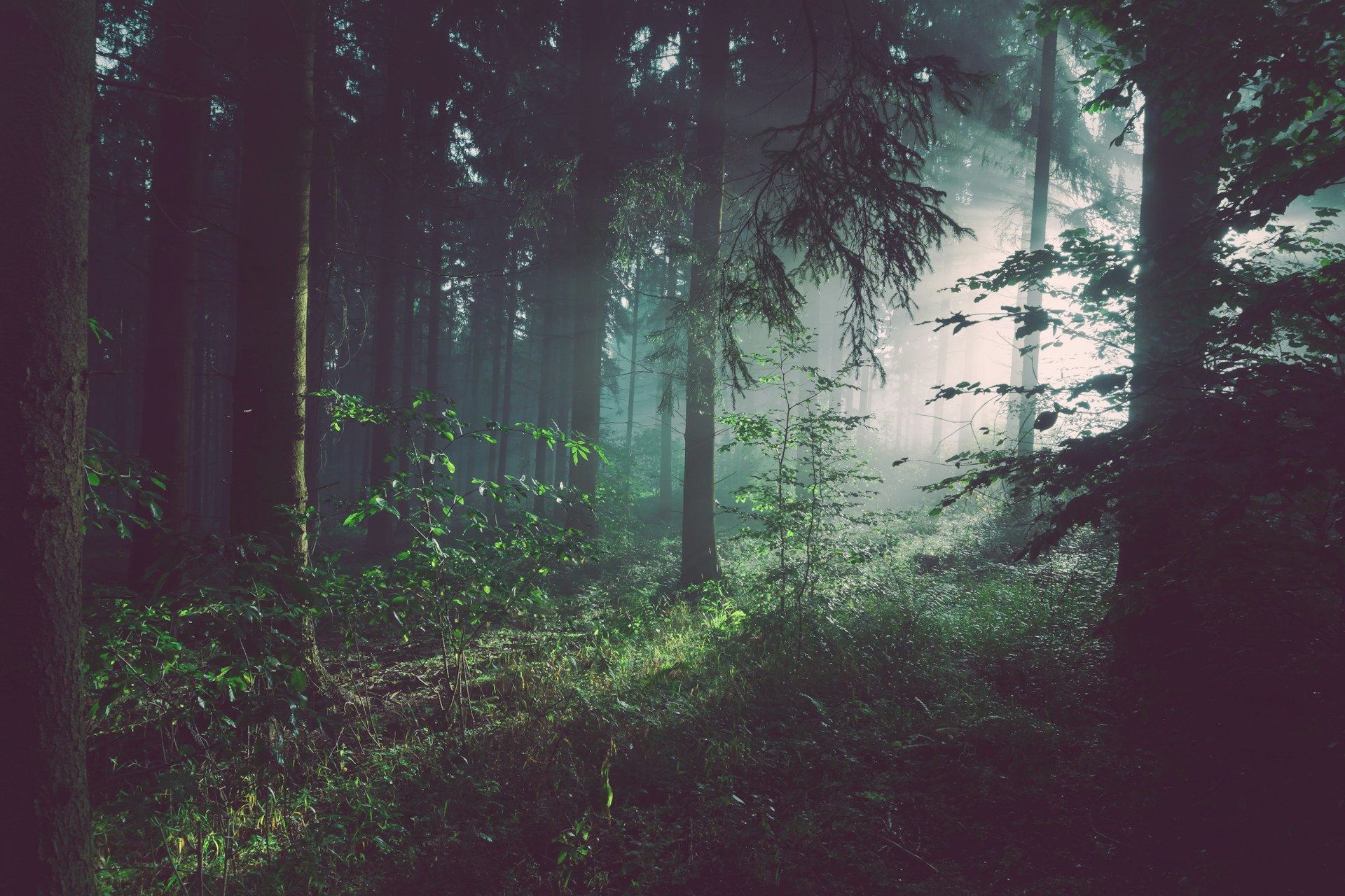 African Forest
